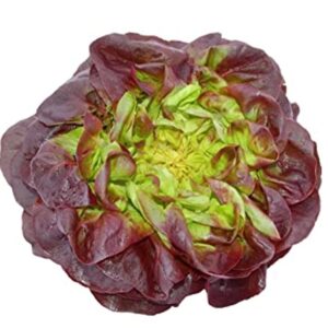 Laitue Rouge 1PCS